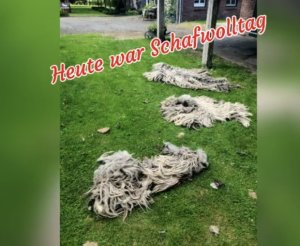 Schafwolltag
