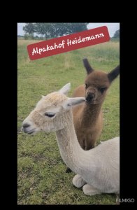 Alpakas